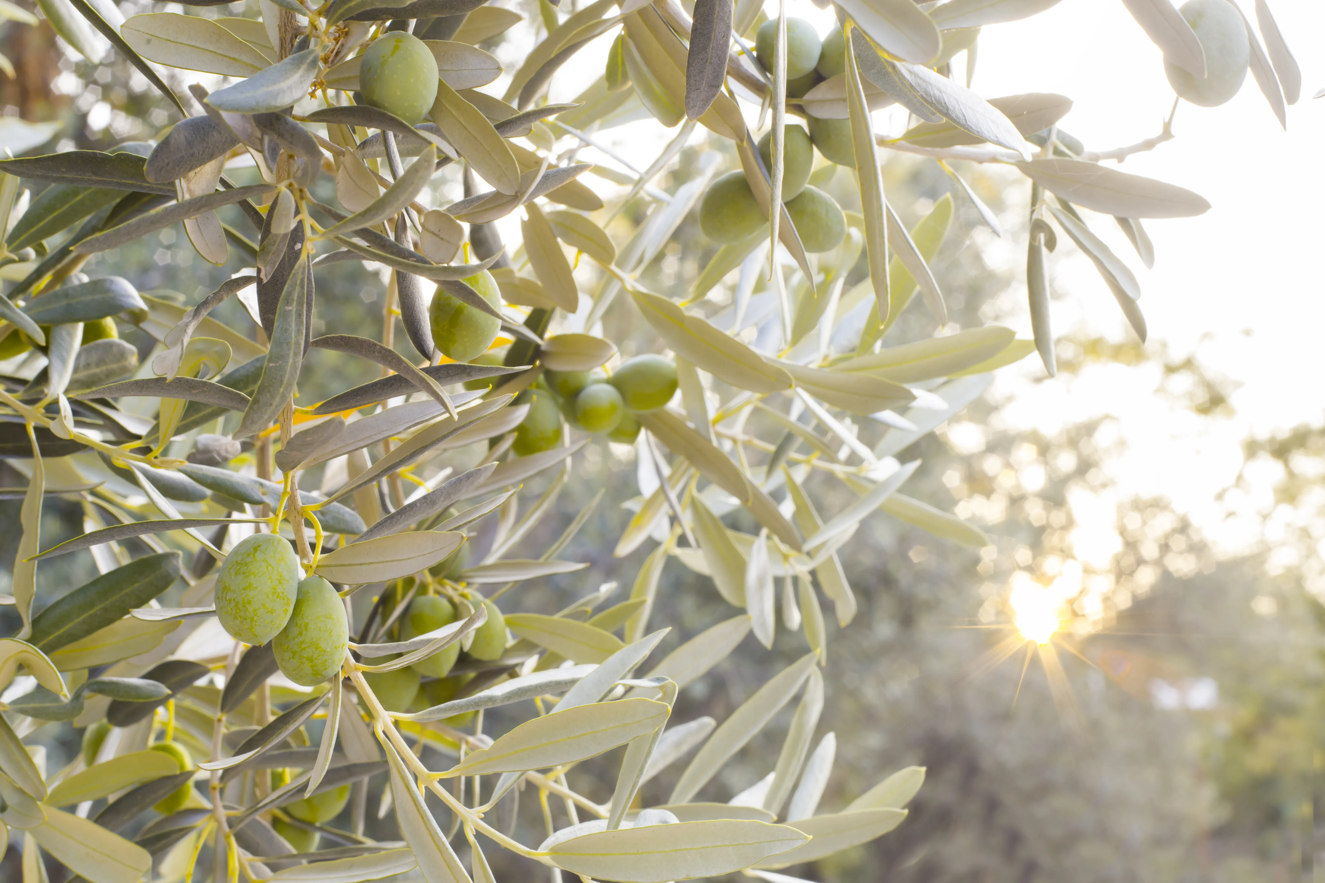 Olive branch detail